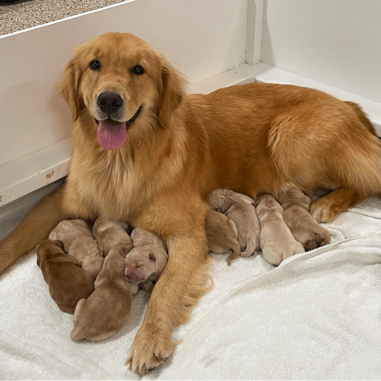 Top 14 Best Golden Retriever Breeders In Florida (FL)