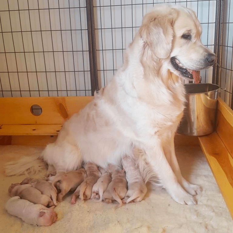 Top 34 Best Golden Retriever Breeders In Ohio (OH)