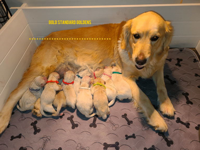Top 12 Best Golden Retriever Breeders In Colorado (CO)