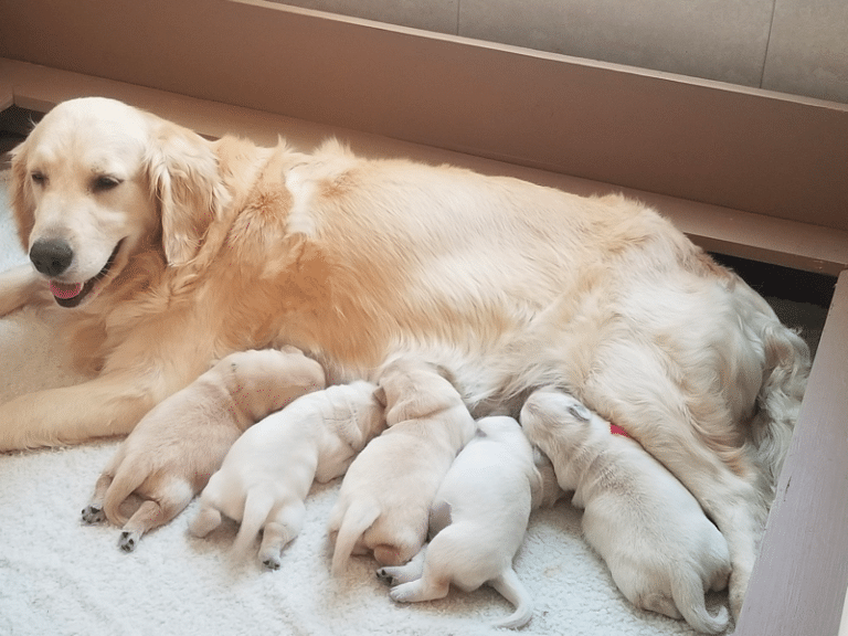 Top 14 Best Golden Retriever Breeders In Florida (FL)