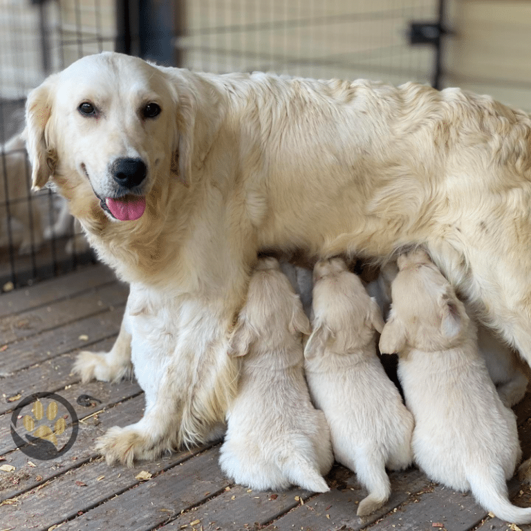 Top 10 Best Golden Retriever Breeders In Virginia (VA)