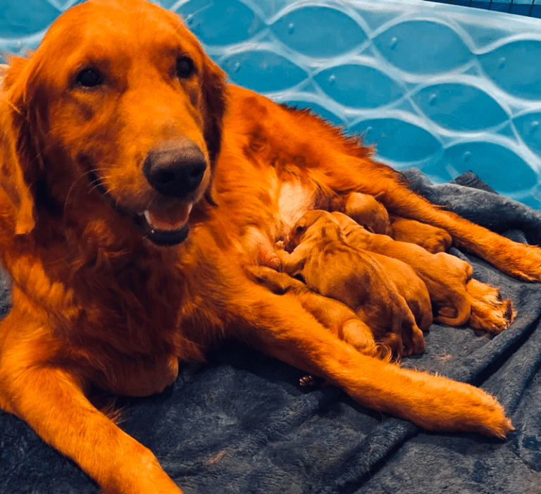 Top 34 Best Golden Retriever Breeders In Ohio (OH)