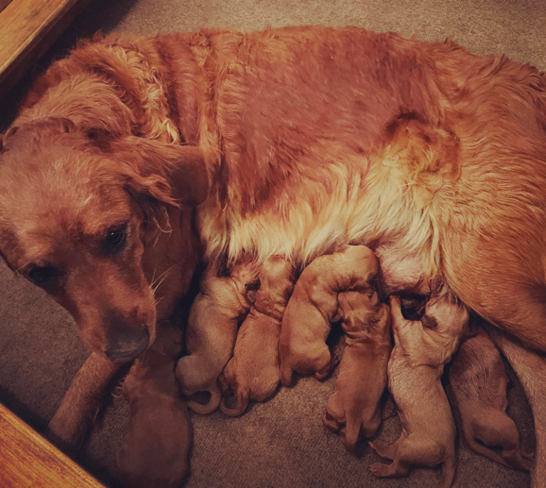 Top 12 Best Golden Retriever Breeders In Colorado (CO)