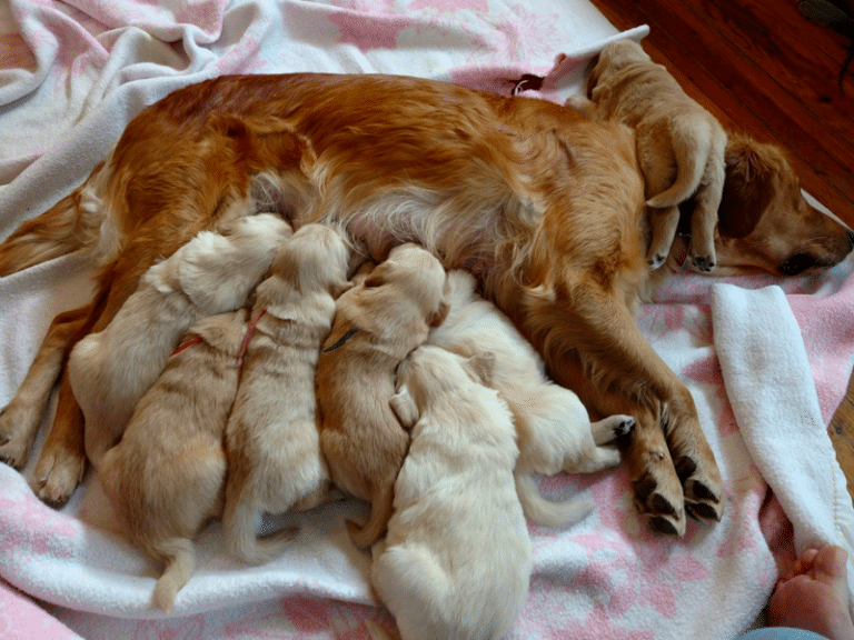 Top 12 Best Golden Retriever Breeders In Colorado (CO)