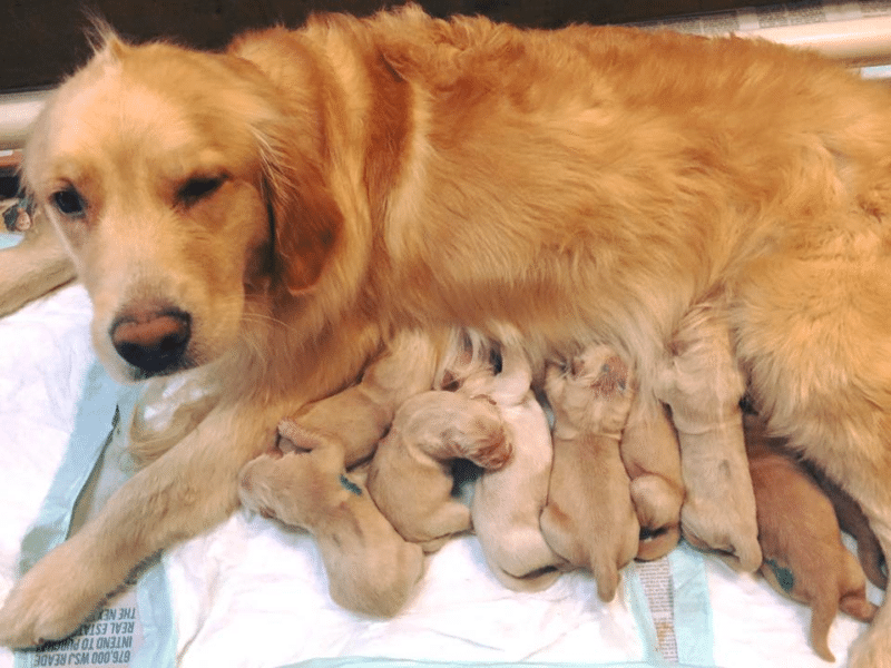 Top 14 Best Golden Retriever Breeders In Florida (FL)