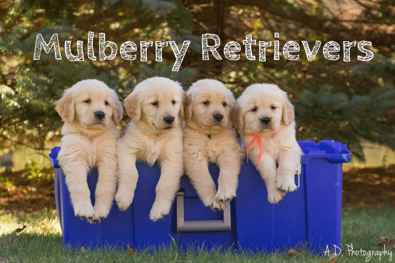 Mulberry Retrievers