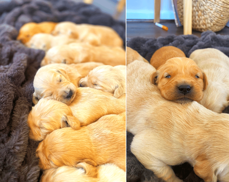 Rockvale Golden Retriever Puppies