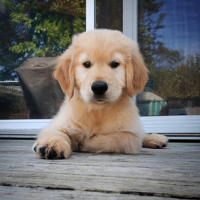 SandyPaws Goldens Florida