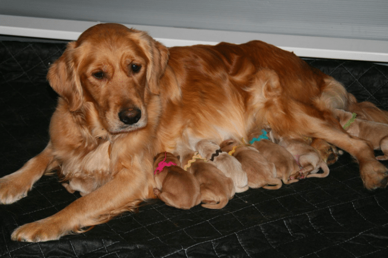 Top 9 Best Golden Retriever Breeders In New Jersey (NJ)