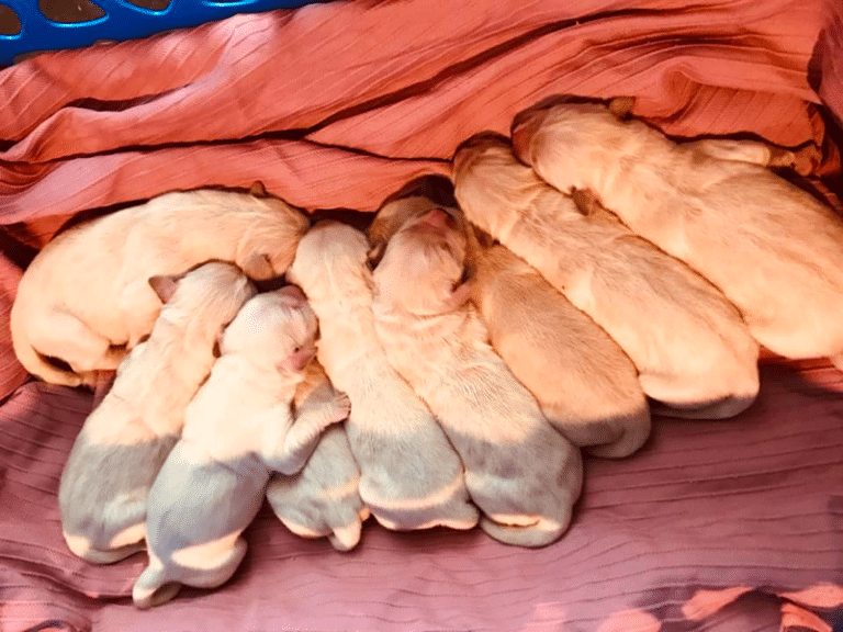 Top 7 Best Golden Retriever Breeders In Maryland