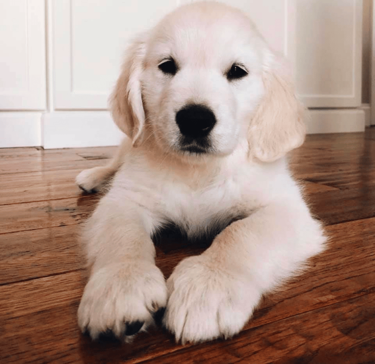 Top 10 Best Golden Retrievers Breeders in Pennsylvania (PA)