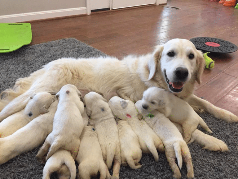 Top 10 Best Golden Retriever Breeders In Virginia (VA)