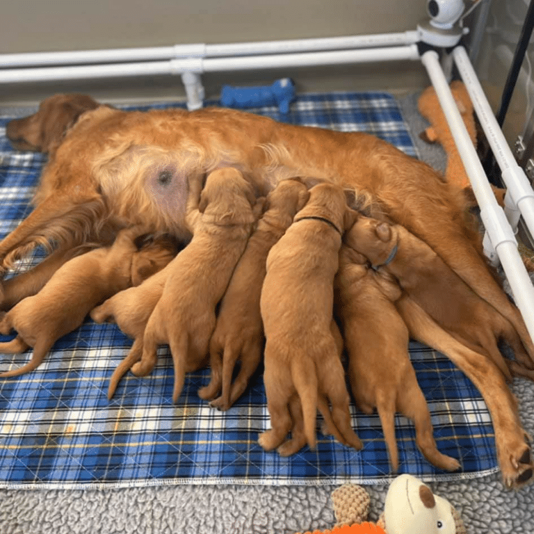 Top 14 Best Golden Retriever Breeders In Florida (FL)