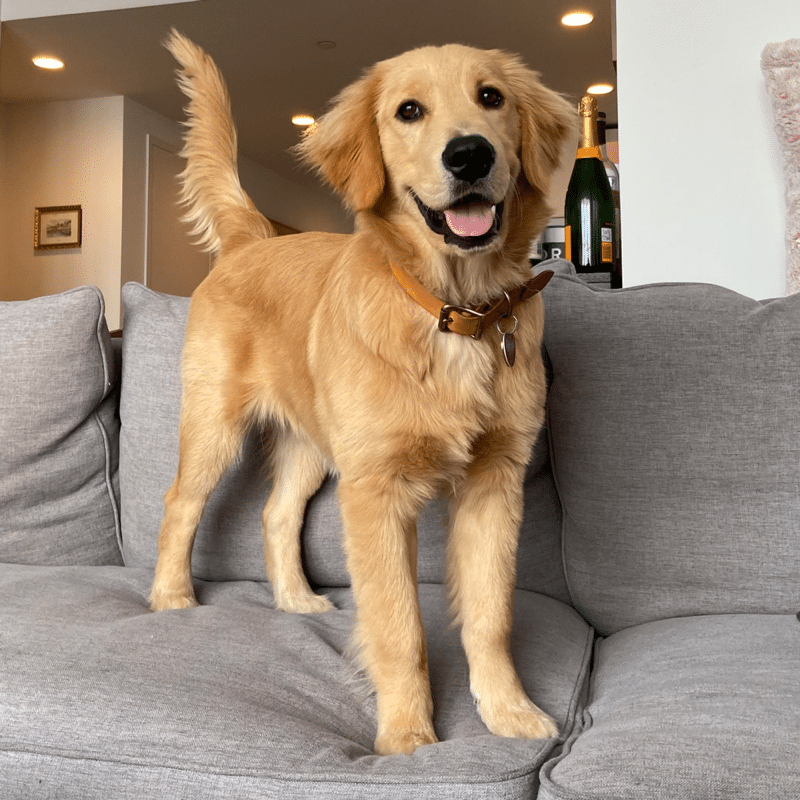 6-month golden retriever puppy