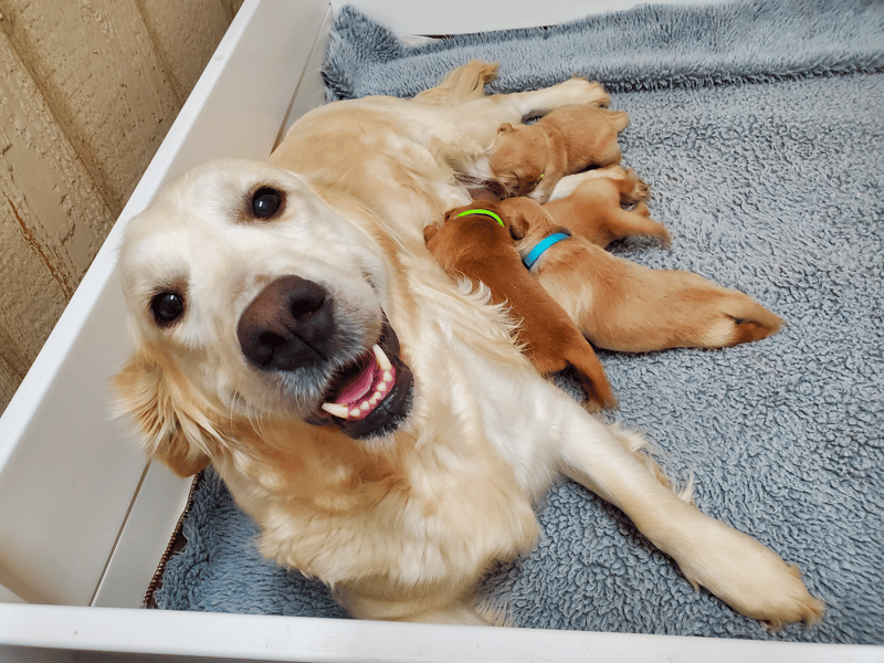 Back’s Golden Retriever Breeder