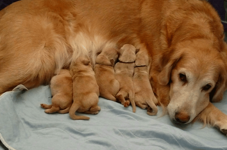 Top 16 Best Golden Retriever Breeders In Missouri (MO)