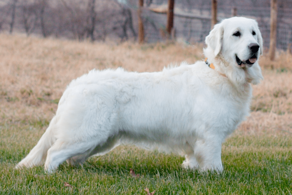 Female Golden Retriever