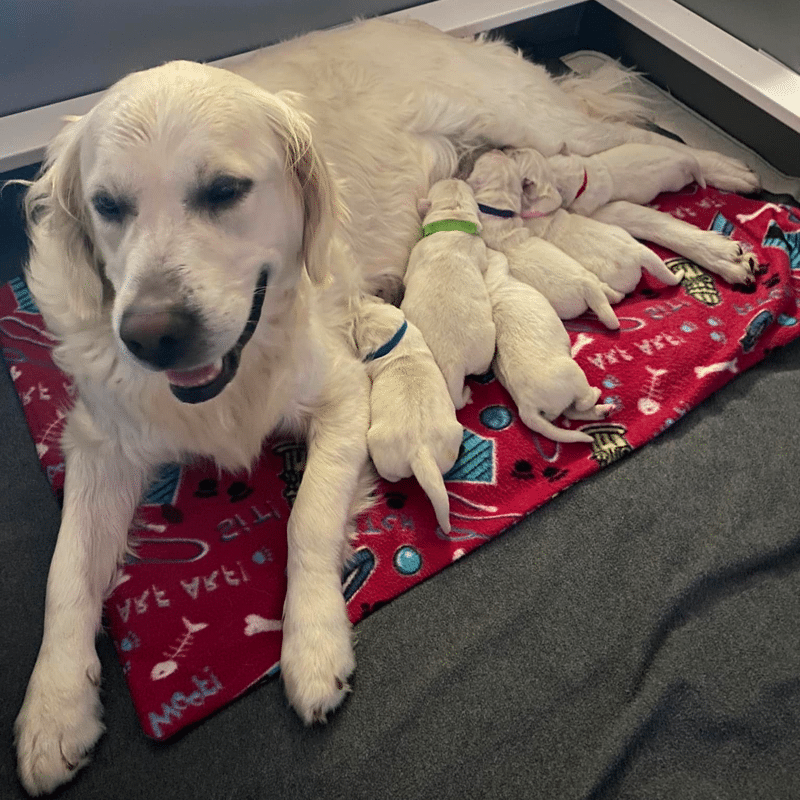 Fox Ridge English Golden Retrievers