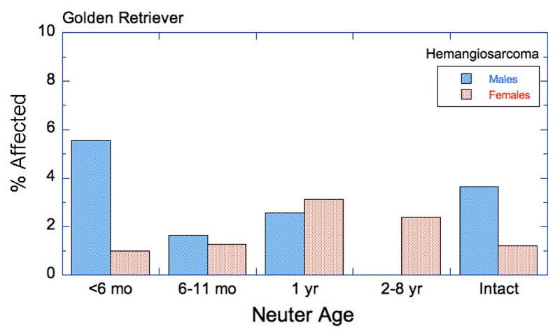 Golden retrievers affected by hemangiosarcoma