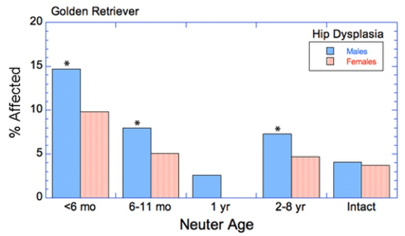 Golden retrievers affected with hip dysplasia