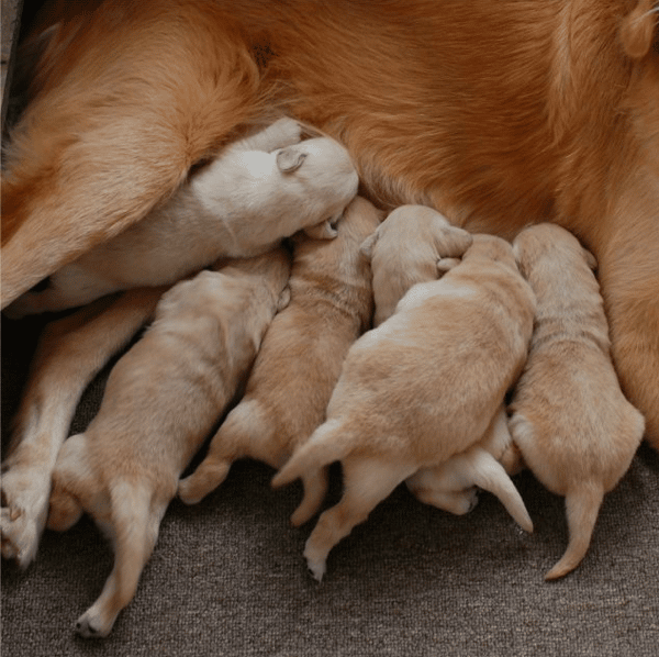 Goldenway Retrievers