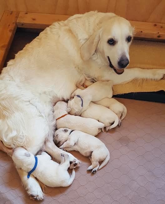 Healing Hearts Therapy Goldens