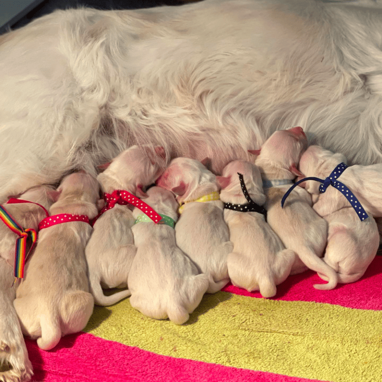 Top 16 Best Golden Retriever Breeders In Missouri (MO)