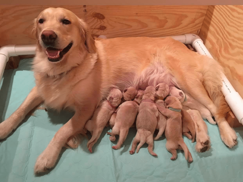 Kenland’s Golden Retrievers