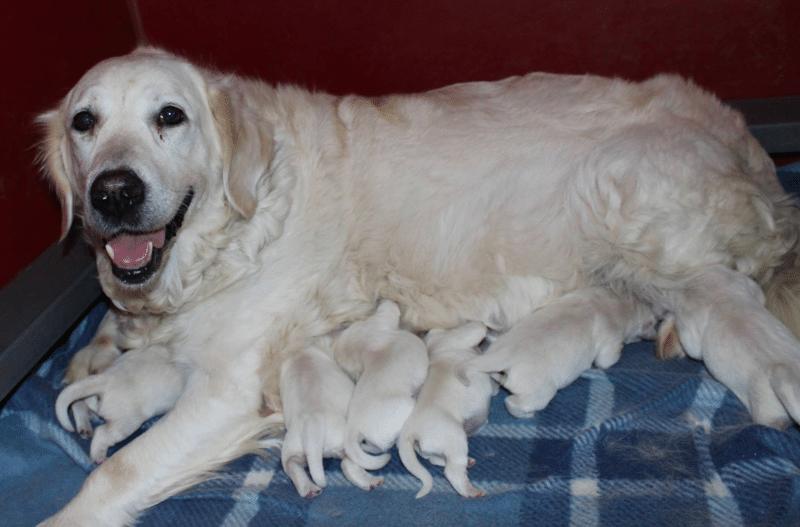 Legacy Country English Golden Retrievers