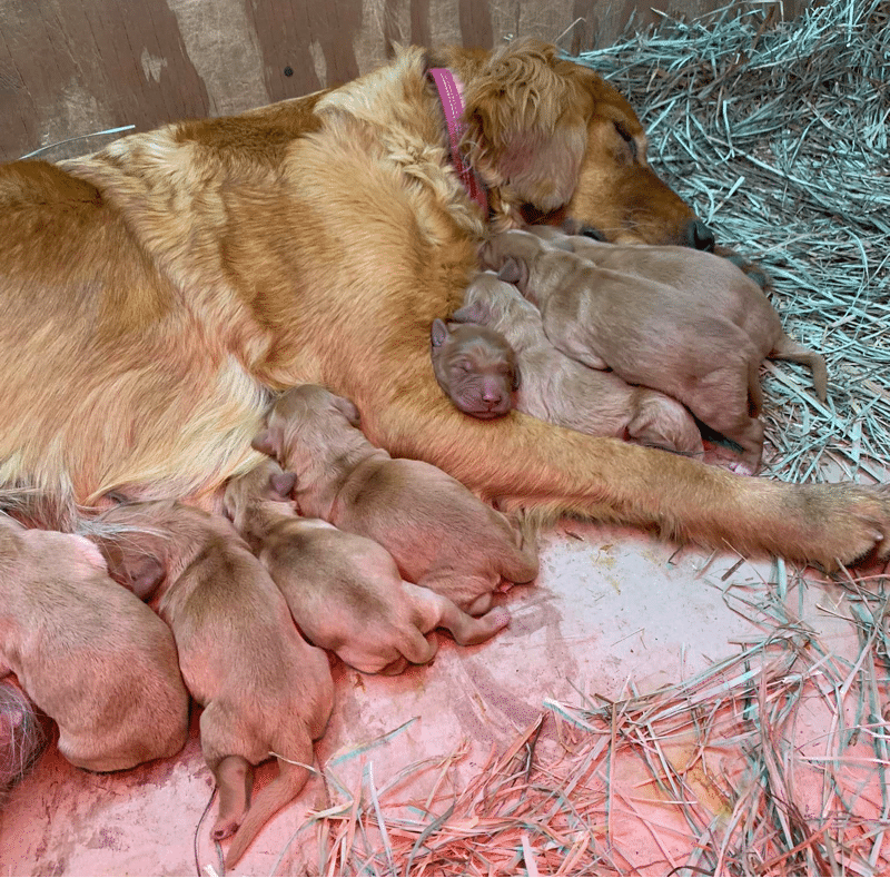 Loeffelholz Family Golden Retrievers