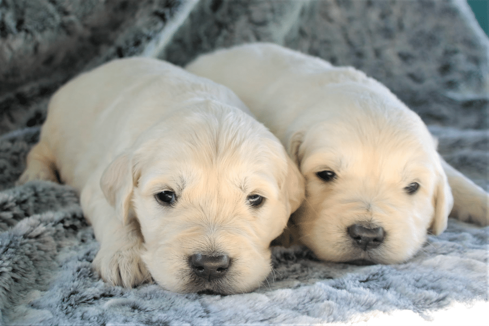 Male Or Female Golden Retriever Puppy