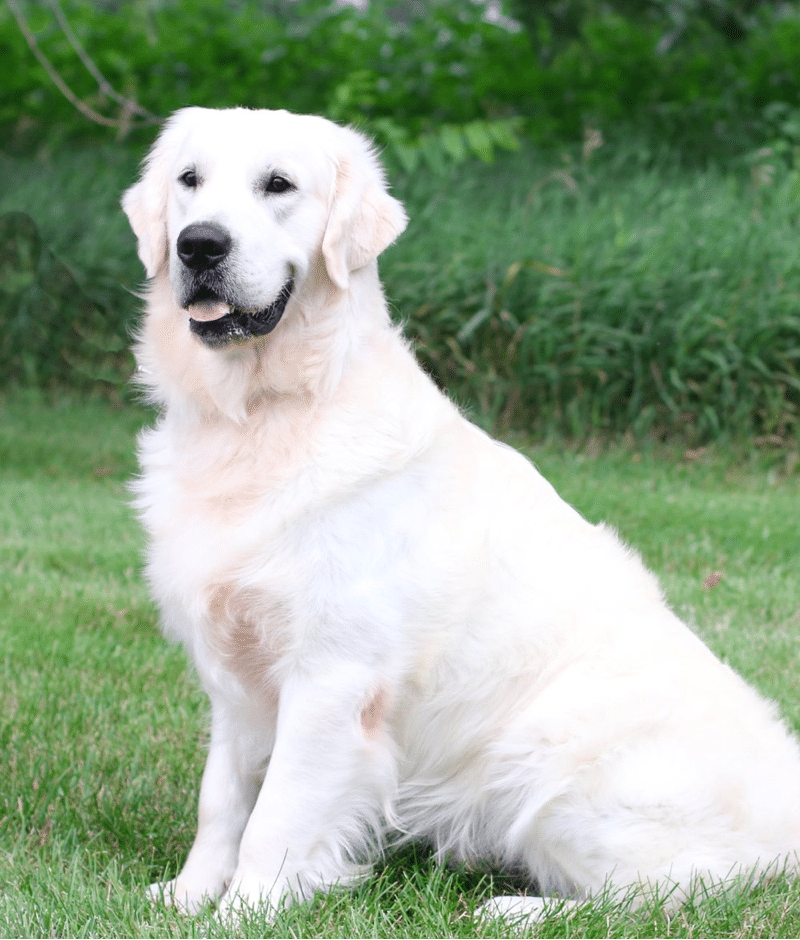 Male golden retriever