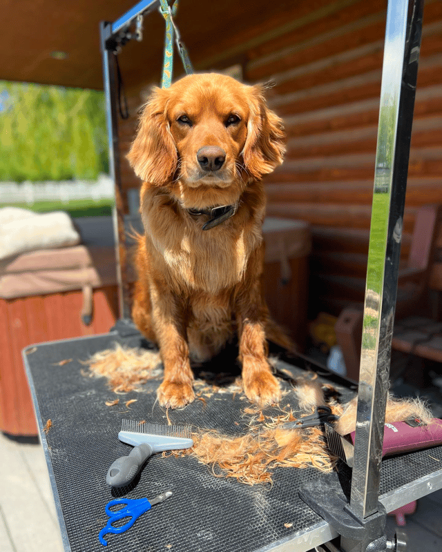 Miniature Golden Retriever Grooming