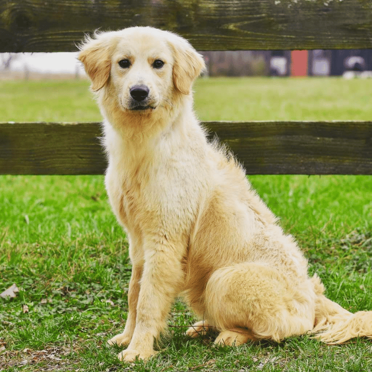Miniature Vs. Standard Golden Retriever Which is right for you?