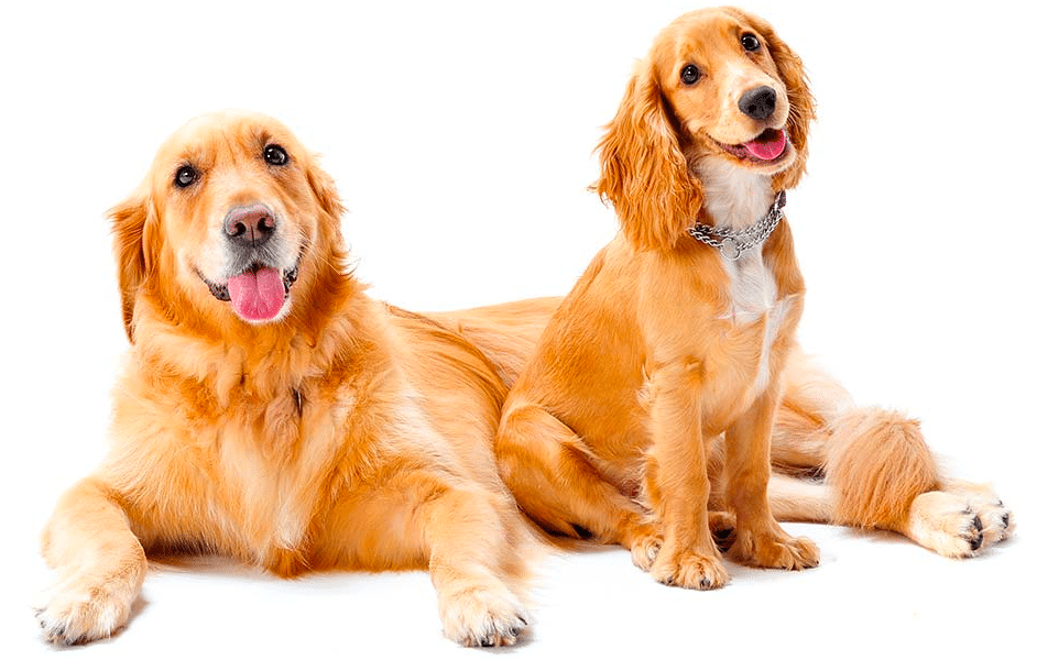 Miniature Vs. Standard Golden Retriever