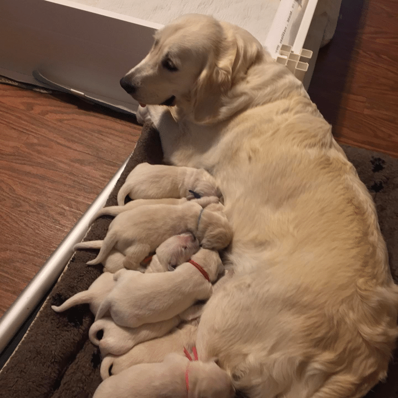 Radiant Goldens Tennessee