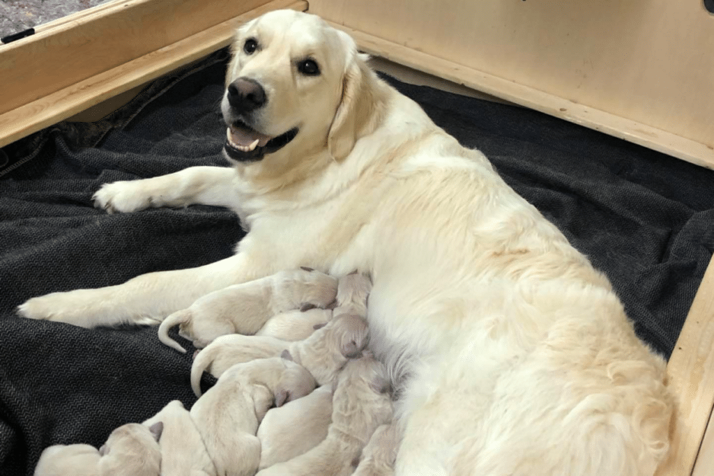 Red Rock English Golden Retrievers