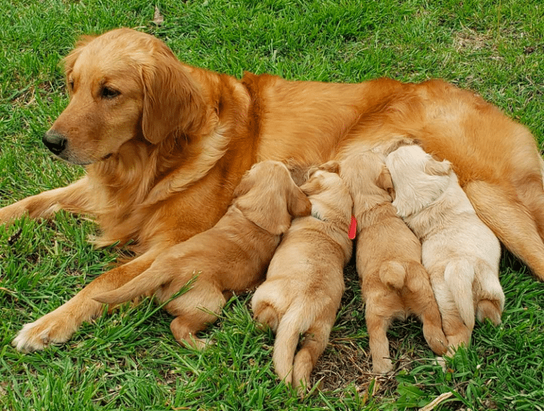 Top 9 Best Golden Retriever Breeders in Oklahoma (OK)