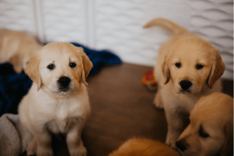 Top 16 Best Golden Retriever Breeders In Missouri (MO)