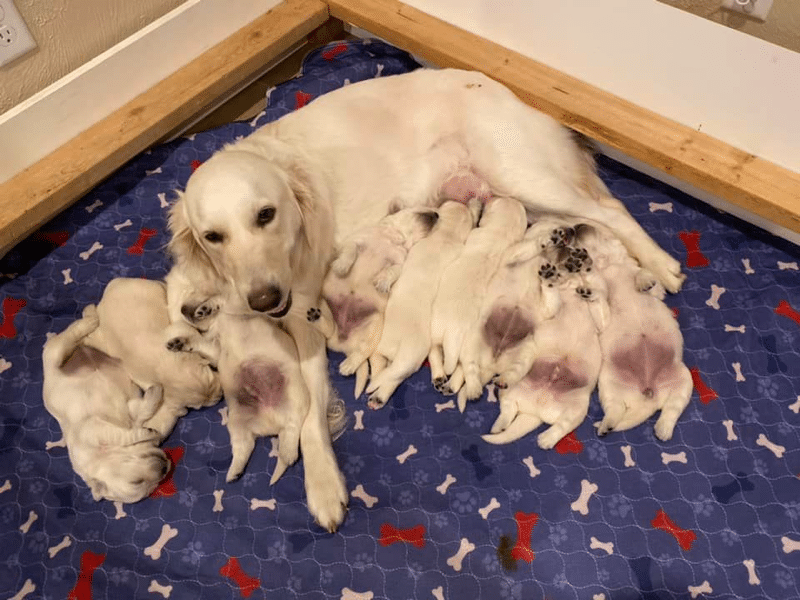 Royal Golden Retrievers