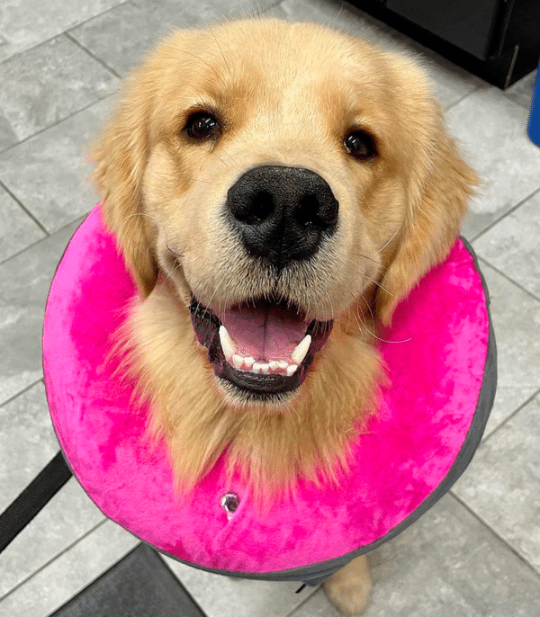 Spaying and Neutering Golden Retriever