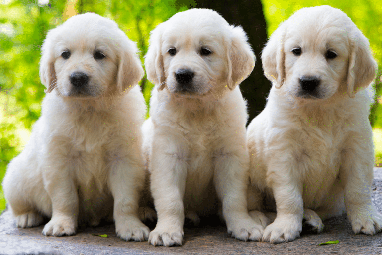 Training Golden Retriever Puppies
