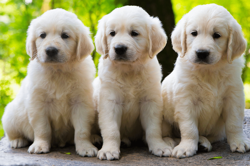 Training Golden Retriever Puppy A Complete Beginner's Guide