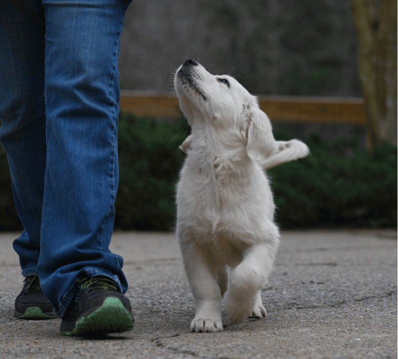 Training Golden Retriever Puppy