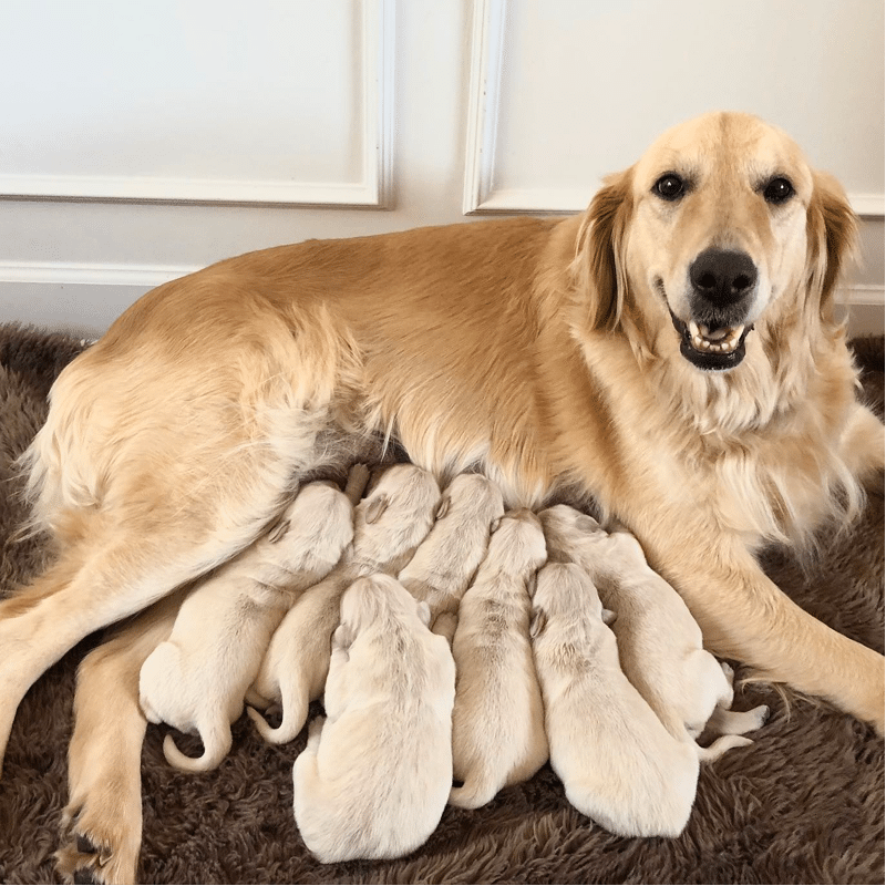 English Cream Golden Retriever Breeders