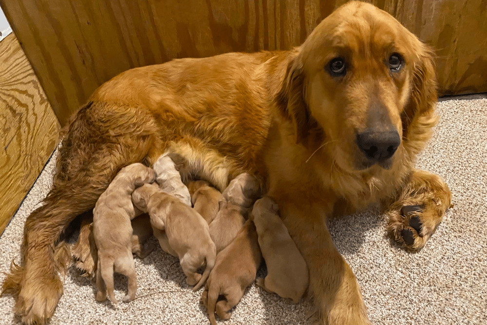 Trumpeter’s Golden Retrievers