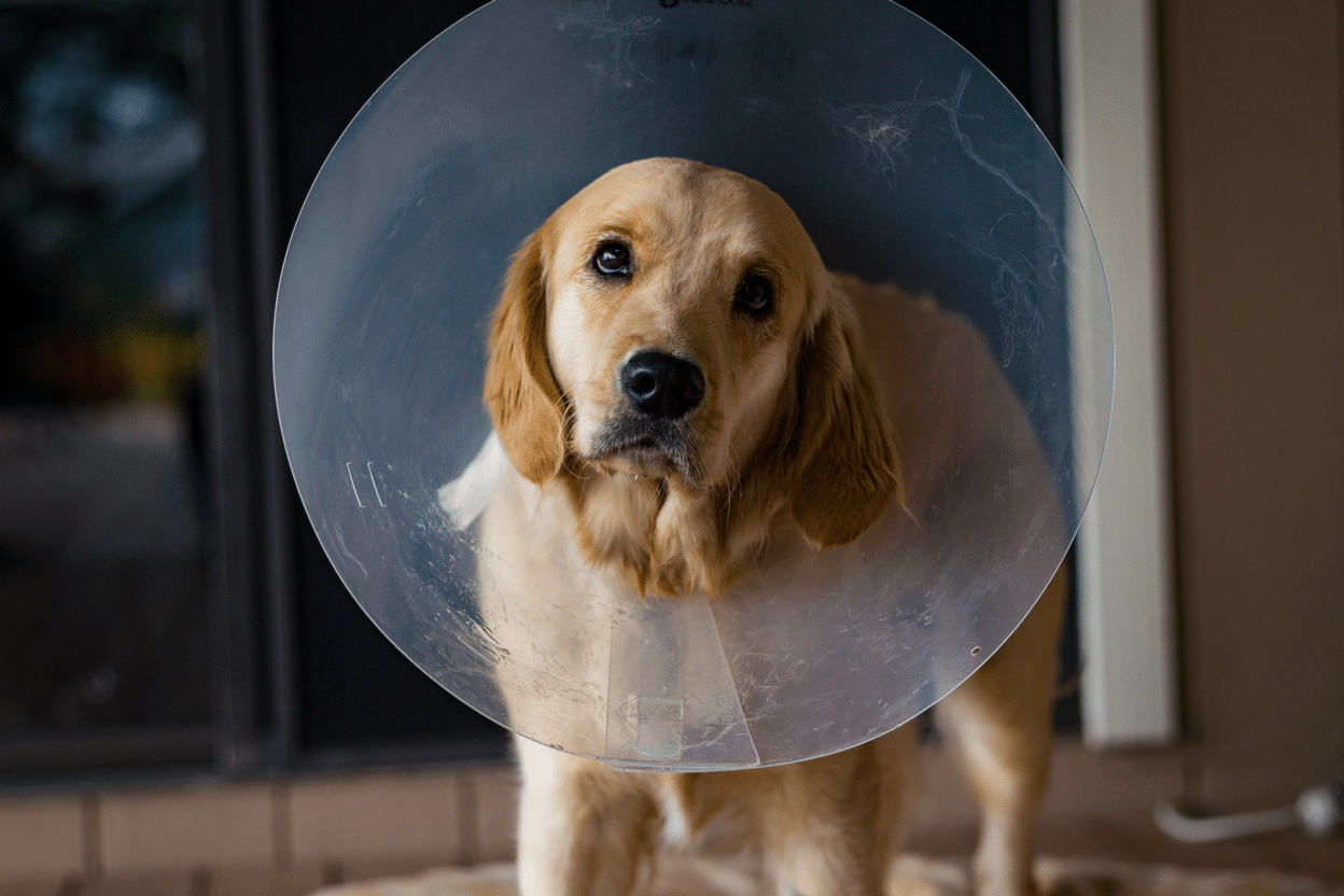 Spaying or Neutering A Golden Retriever What You Should Know