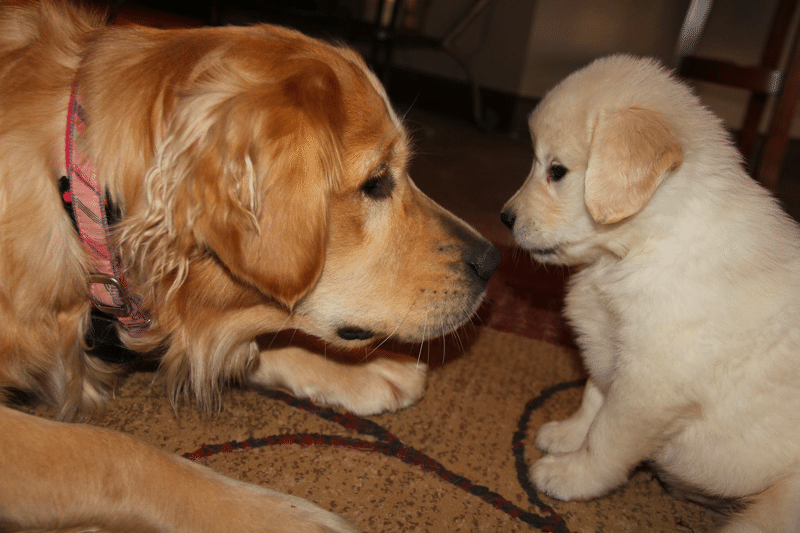 Young Ridge Goldens Kennels
