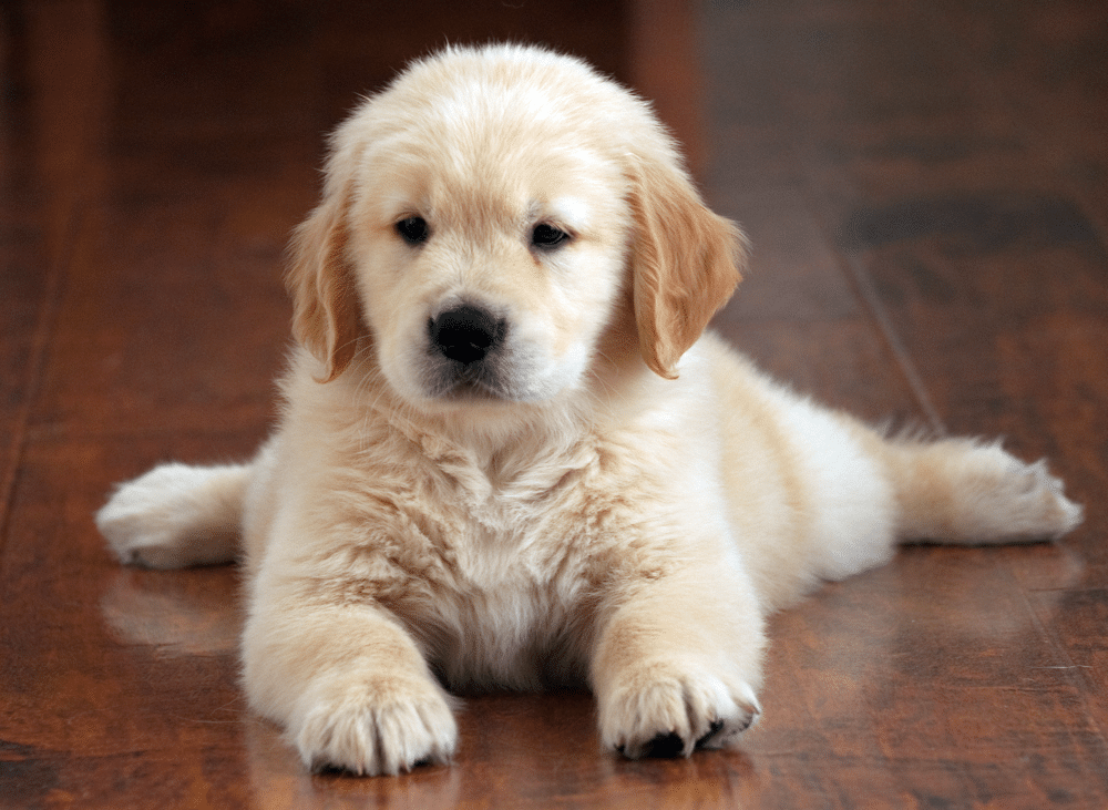 2-month Old Golden Retriever Puppy