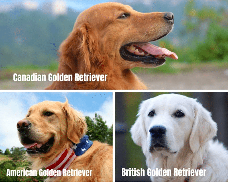 3 types of Golden Retrievers